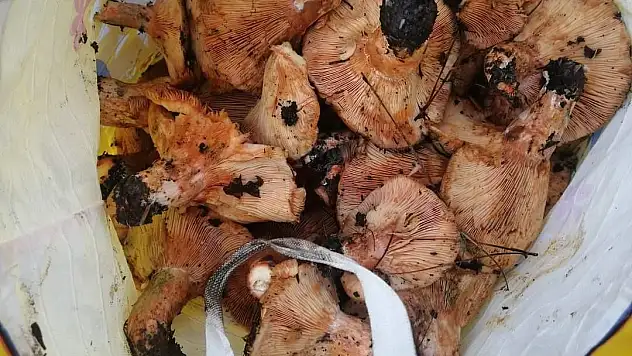 Çıntar Mevsimi Başladı