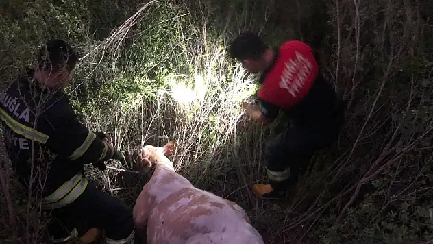 Çukura Düşen İnek Ekiplerce Kurtarıldı