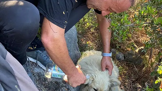 Dağlık alanda kaybolan köpek bulundu