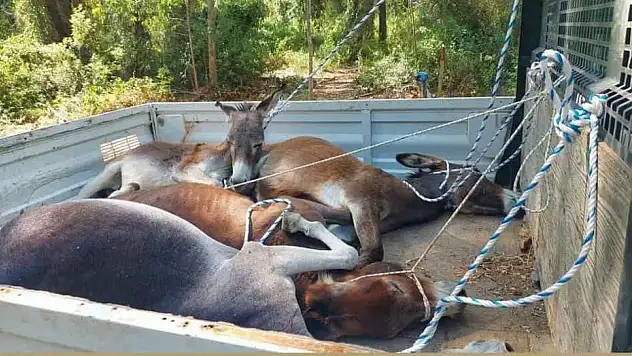 Datça Belediyesi'nden eşeklere eziyet iddiası