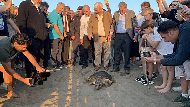 Deniz kaplumbağalarını koruma çalışmaları olumlu sonuç verdi