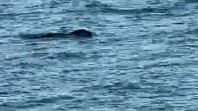 Denizde fok balıkları görüntülendi