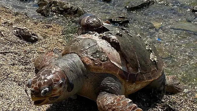 Denizde Ölü Caretta Caretta Bulundu