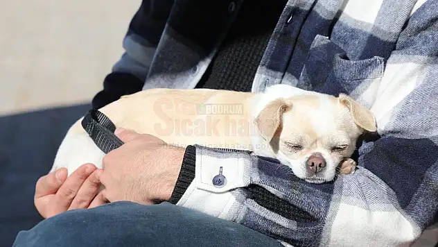 Deprem Bölgesi'nden Getirilen Can Dost Moral Oldu