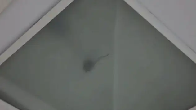 Devlet Hastanesinin ameliyathanesinde fare ve sinek alarmı