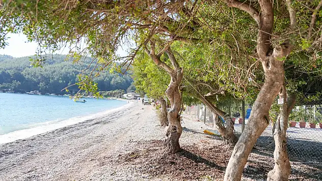 Devrilen ağaç yeniden toprakla buluşturuldu