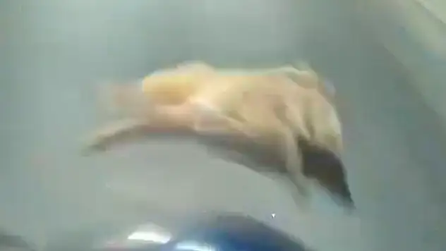 Domuz sürüsü motosikletliye zor anlar yaşattı