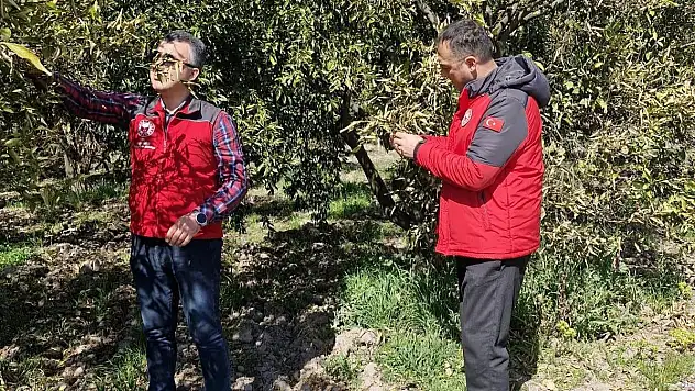 Don Zararı Tespit Çalışmaları Devam Ediyor