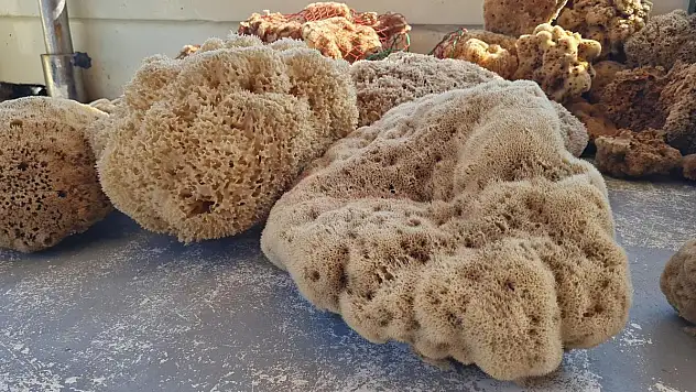 Dünya Pazarına Kilosu 70 ile 120 Euro Arasında Satılıyor