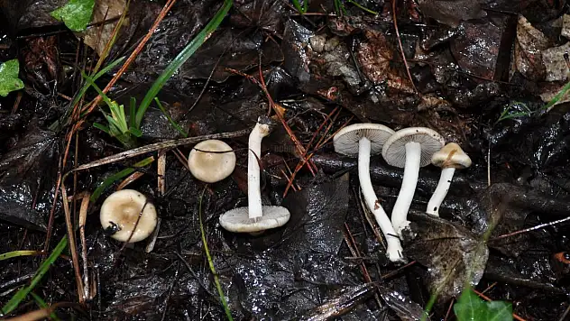 Dünyada Sadece Türkiye'de Yetişen Yeni bir Mantar Türü Keşfedildi