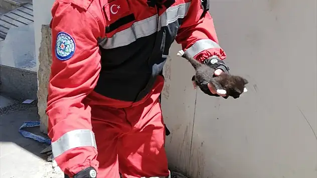 Duvar kaplamasına sıkışan kedi yavruları kurtarıldı