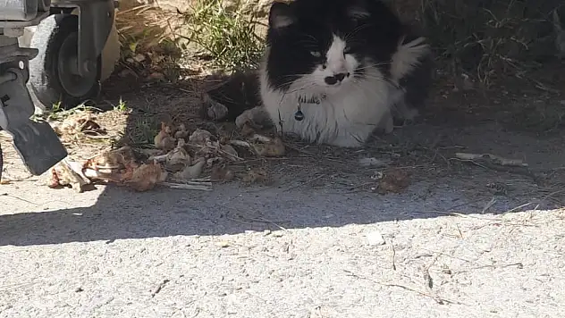 Duyarlı vatandaşın yaralı kediye yardımı