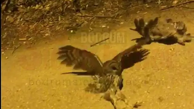 Elektrik Akımına Kapılan Baykuşlar için Seferber Oldular