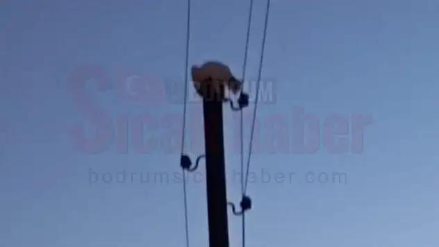 Elektrik Direğinde Mahsur Kalan Kediye İtfaiye Yetişti