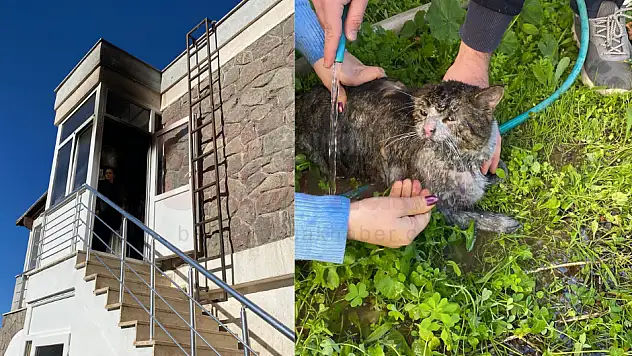 Evde Çıkan Yangında 2 Kedi Yaralı Olarak Kurtarıldı