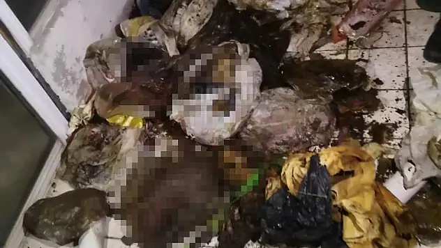 Evde Çok Sayıda Kedi ve Köpek Ölüsü Bulundu