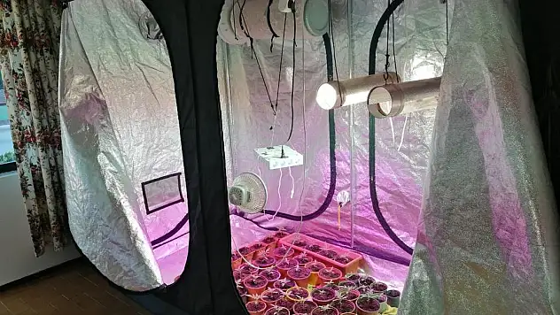 Evinde Esrar Yetiştiren Şahısa Yönelik Baskın