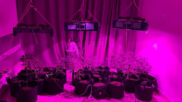 Evinde Hint keneviri yetiştirdiği iddia edilen şüpheli yakalandı