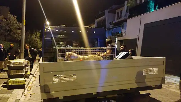 Evinde Kedi Köpek Ölüsü Bulunan Kadın Akıl Hastanesine Sevk Edildi