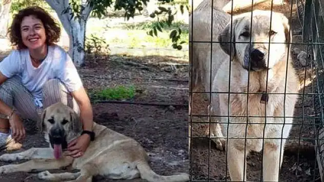 Evlatları Asil'i Bulana Ödül Verecekler