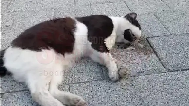 Aynı Bölgede Farklı Noktalarda 3 Kedi Ölü Bulundu