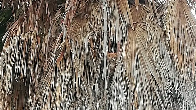 Fethiye'de ağaçta mahsur kalan kediyi AKUT ekibi kurtardı