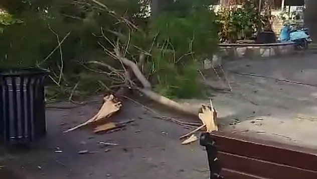 Fırtınada kırılan dallar iki anne ve bebekleri yaraladı