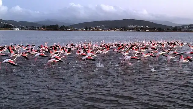 Flamingolara Köpük Tehdidi