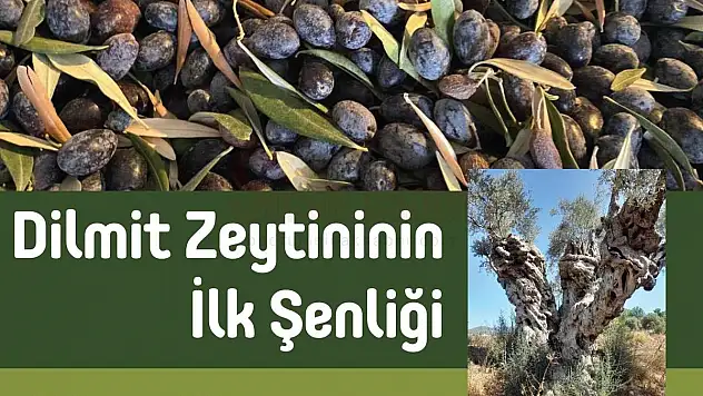 Garaova'da Dilmit Zeytini Şenliği