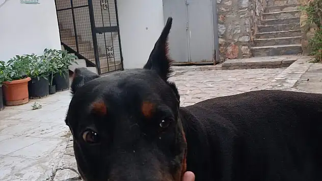 Gece'yi Çalanlar Yakalandı