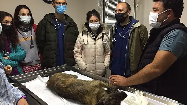 Geçici Hayvan Bakımevi Veterinerlik öğrencilerini ağırladı