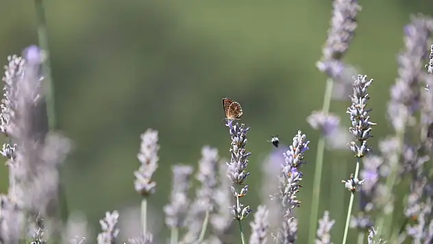 Gençlik ve Tarım Kampı'nın Birinci Dönemi Tamamlandı