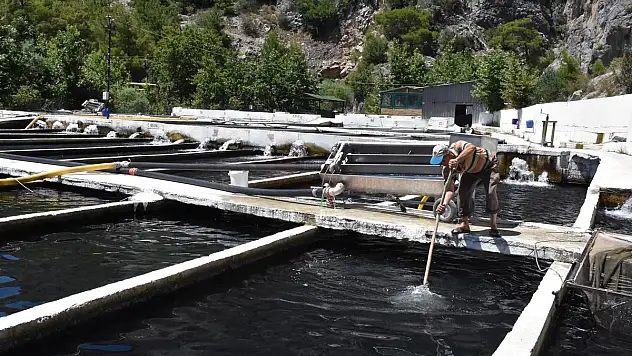 GÖKKUŞAĞI ALABALIK ÜRETİMİNE 1 MİYON TL'LİK DESTEK