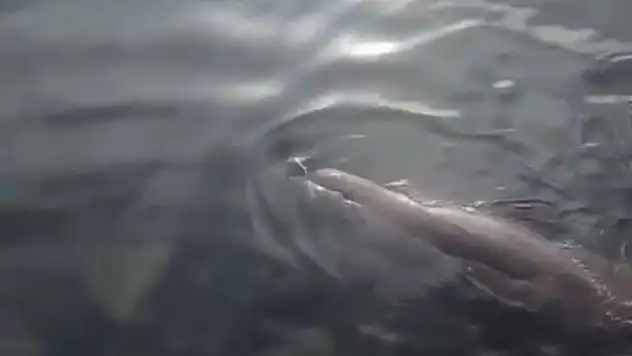 Gümüşlük'te nadir görüntü Akdeniz Foku sahile kadar geldi