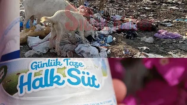 Halk Sütümü Çöp Sütümü?