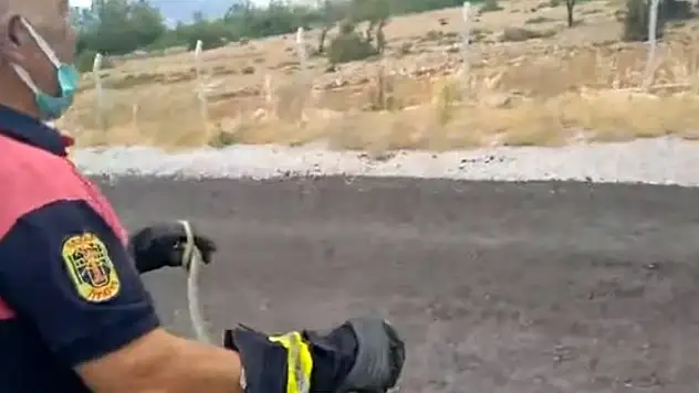 Helikopterde bulunan yılan korku yarattı