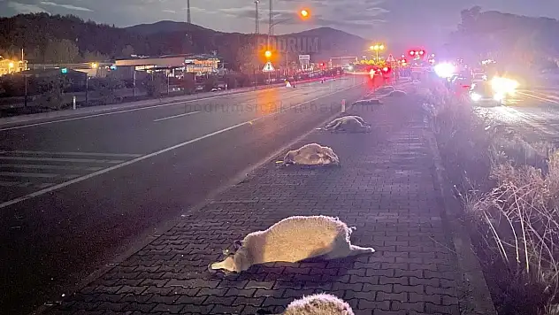 İki Aracın Çarptığı 12 Küçükbaş Hayvan Telef Oldu