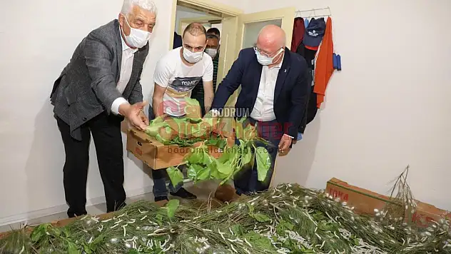 İpek Böcekçiliği Belediyelerin İşbirliği İle Tekrar Canlanıyor