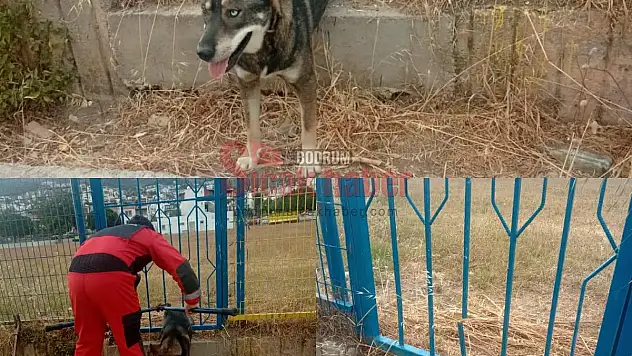 İtfaiye Teşkilatı'ndan 3 Bin 220 Hayvan Kurtarma Operasyonu