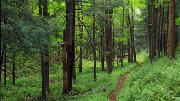 İzmir'de ormanlık alanda kadına ait olduğu tahmin edilen kafatası ve kemik parçaları bulundu