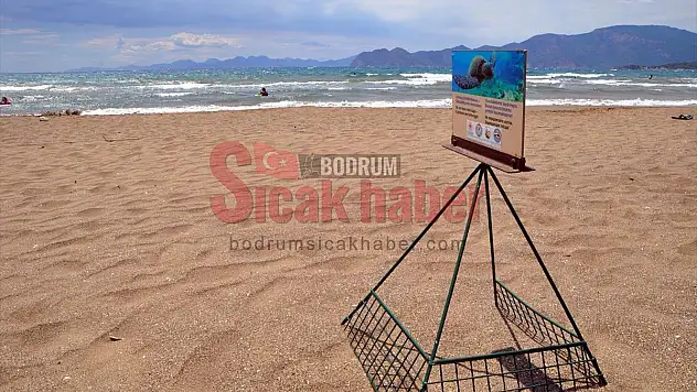 İztuzu Plajı'ndaki caretta caretta yuva sayısı 300'e ulaştı