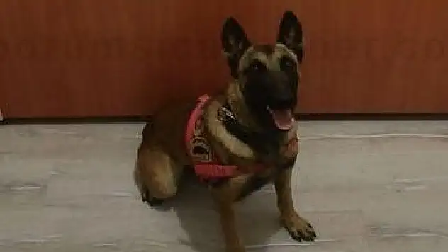 Jandarma'nın Detektör Köpeği Uyuşturucuya Geçit Vermedi