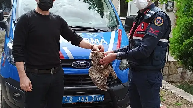 Jandarmanın kurtardığı yaralı baykuş tedavi altına alındı