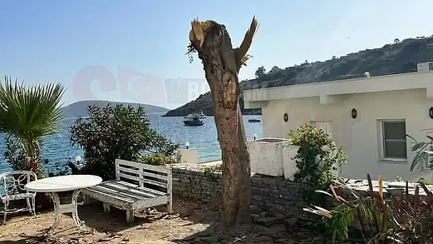 Kamu Arazindeki Ağacın Tüm Dallarını Kestiren Kadına Ceza Yazıldı