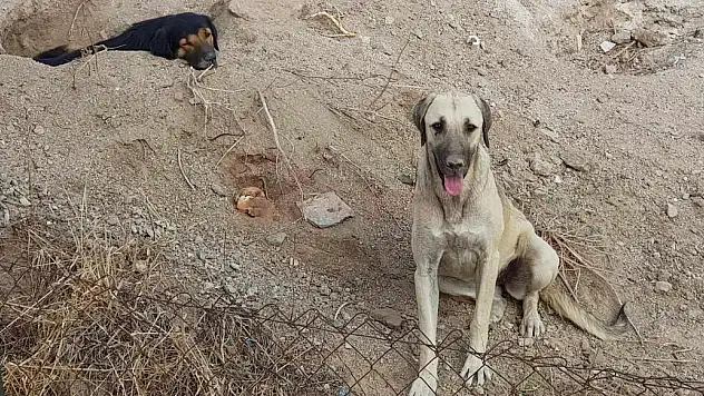 Kamyonetle Başka Yere Bırakılan Köpeklerini Arıyorlar