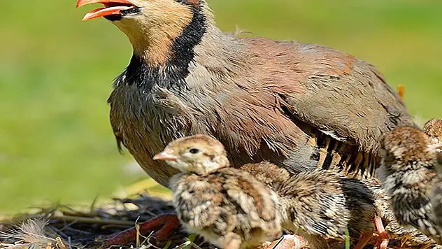Kara Avcılığı Sezonu Kapandı