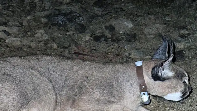 Karakulak'a Uydu Takip Cihazı Takıldı