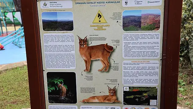 Karakulaklar'ın Canı Yanmayacak