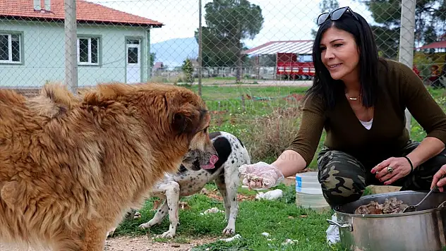 Karavanıyla Sokak Hayvanlarına Sıcak Yemek Dağıtıyor