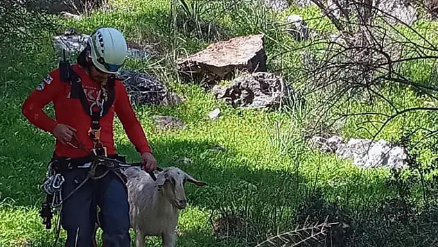 Kayalıklarda Mahsur Kalan Keçi ve Yavrusunu AKUT Ekibi Kurtardı